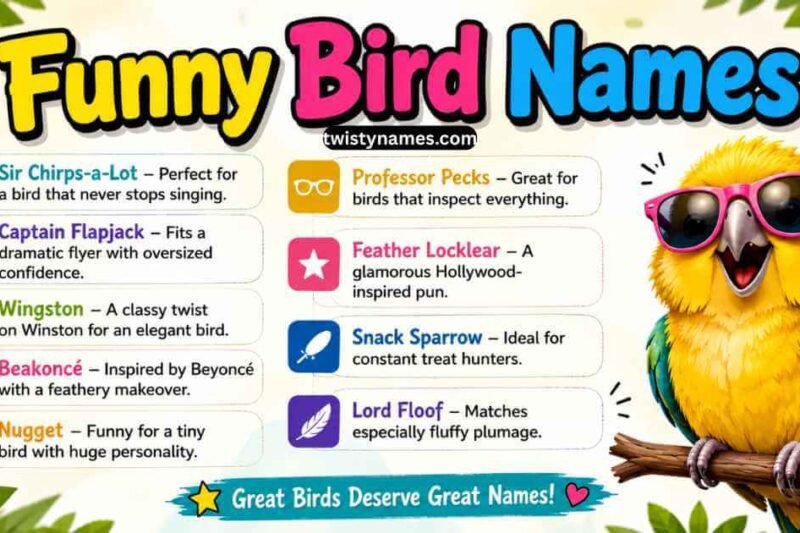 Funny Bird Names: 180+ Hilarious & Silly Ideas for Every Pet Bird