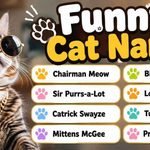 Funny Cat Names: 374+ Hilarious, Silly & Unique Ideas